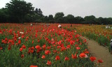 昭和記念公園のポピー01