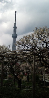 梅とスカイツリー。
