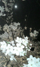 桜05