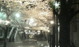 桜01