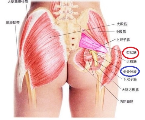 梨状筋1