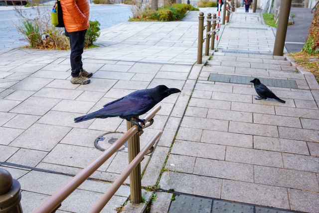Hakodate-0546