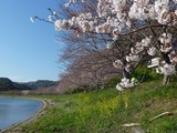青野川染井吉野2