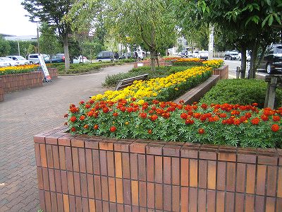 IMG_3239