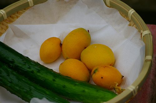 IMGP6986
