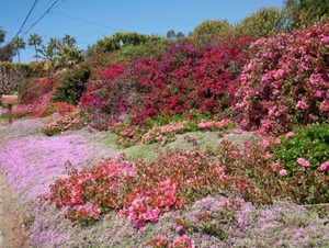 Malibu1104_002