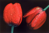 haas_05_tulip