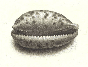 063
