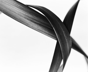 Line1_lilyGrass1107Tokyo_Select007