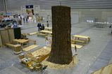 すぐ隣の大木