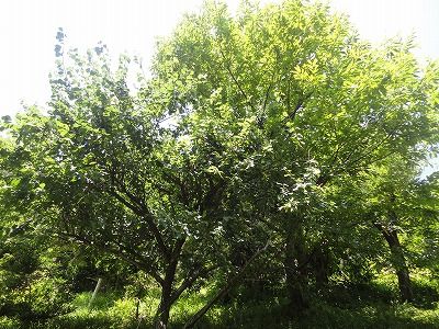 DSC03029