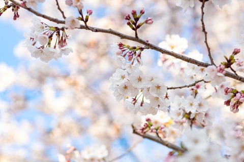 桜