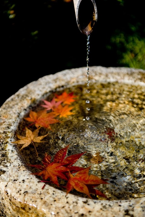 もみじと水鉢