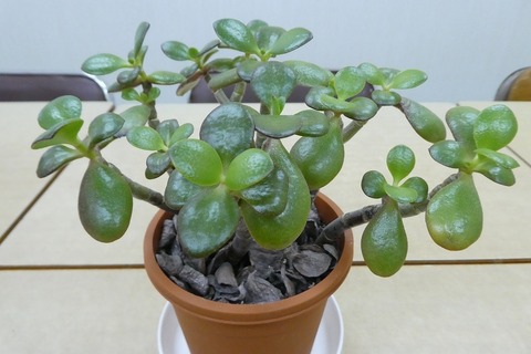 P1000171