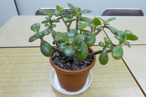 P1000175