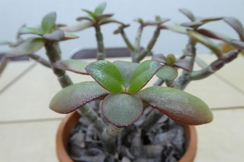 P1000163