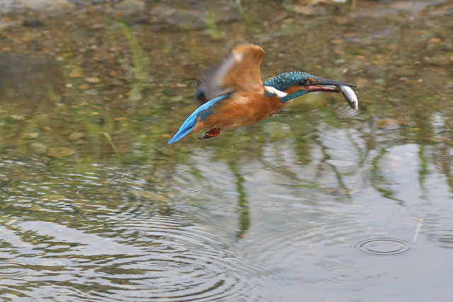 DSC_6282_00004