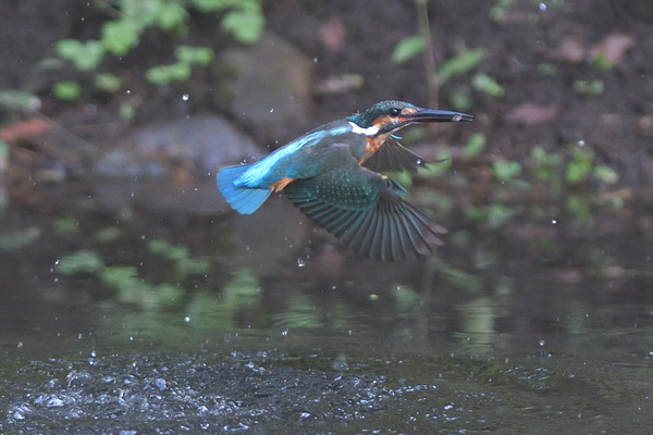 DSC_3911_00005