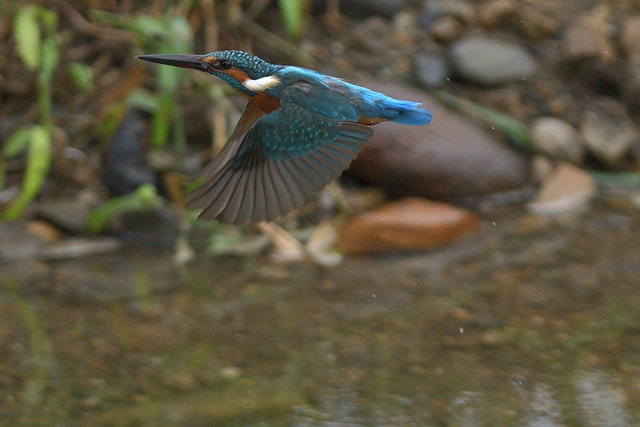 DSC_5851_00007