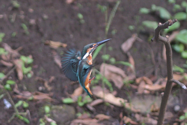 DSC_3609_00001