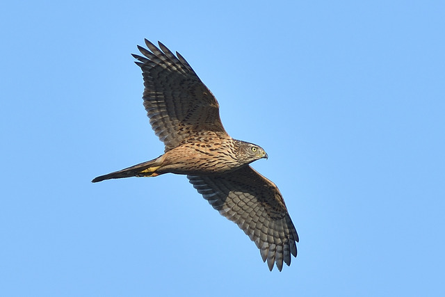 DSC_2859_00003