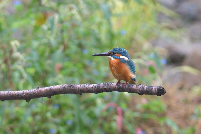 DSC_6244_00001