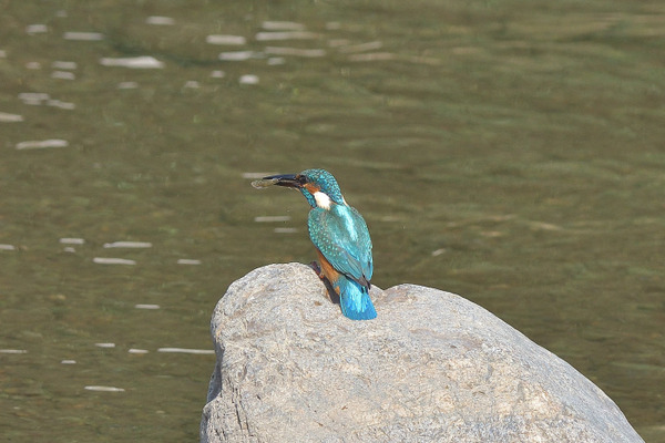 DSC_4100_00002