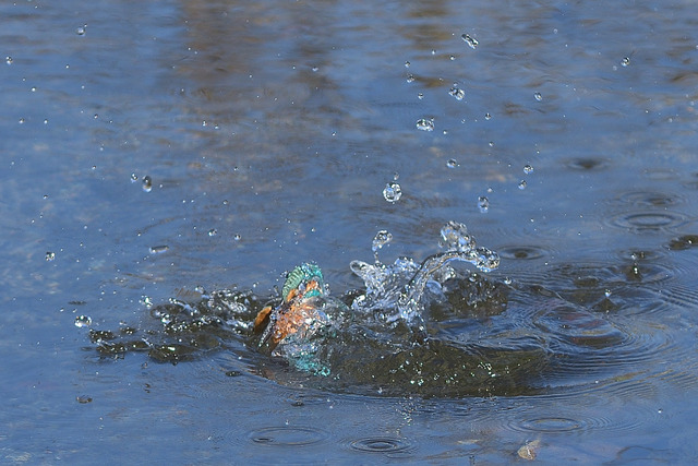 DSC_3062_00005