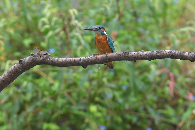 DSC_6216_00003