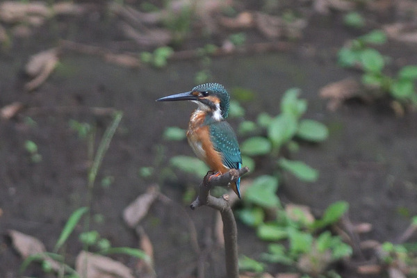 DSC_3467_00001
