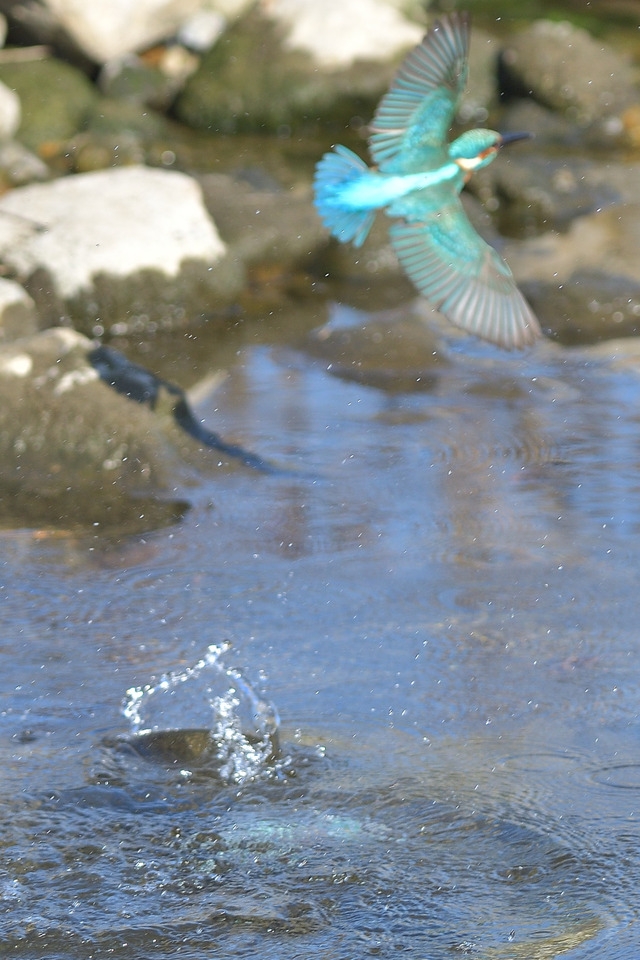 DSC_2983_00005
