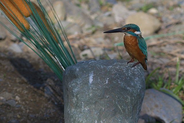 DSC_3087_00001