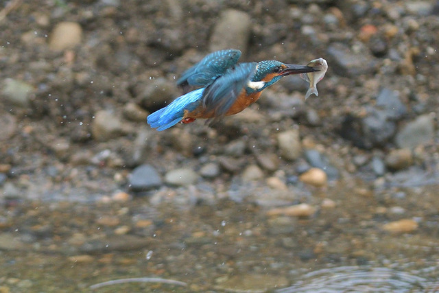 DSC_6065_00001
