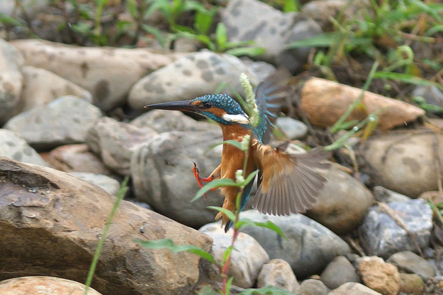 DSC_6036_00001