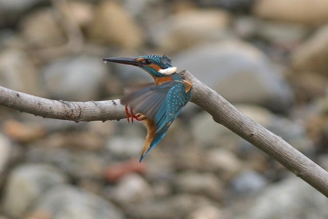 DSC_5857_00004
