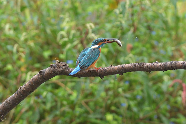 DSC_6297_00006