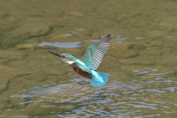DSC_4181_00007