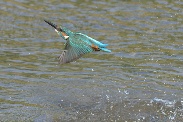 DSC_4051_00003