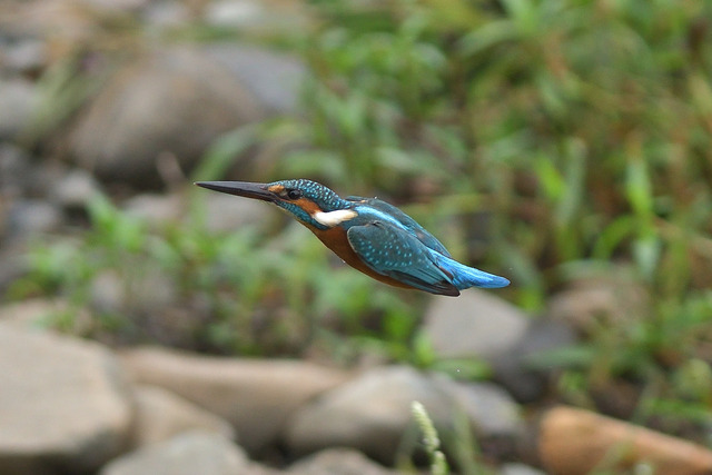 DSC_5854_00001