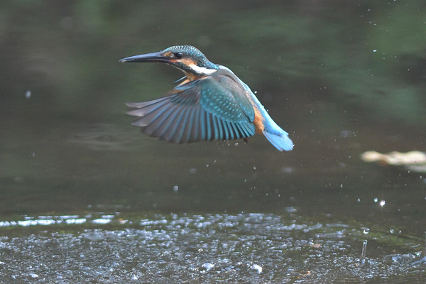 DSC_4004_2367