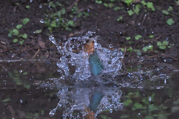 DSC_3564_00001