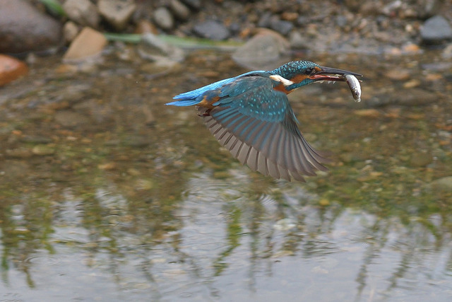 DSC_6283_00005