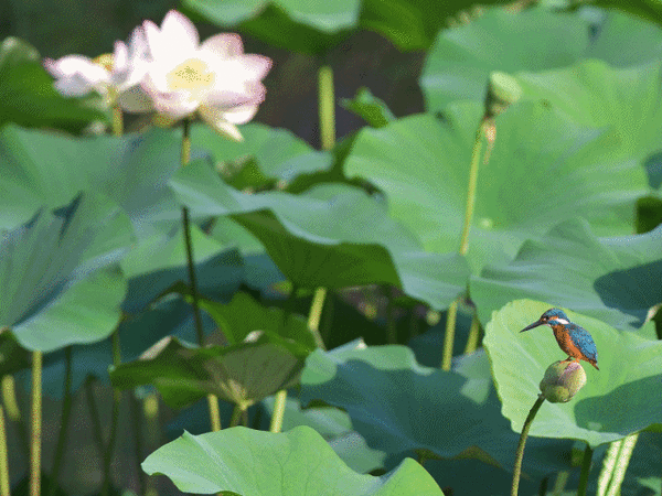 ハスカワ2