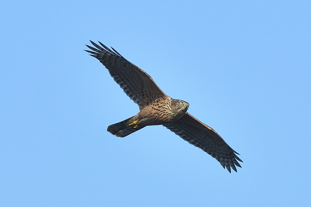 DSC_2855_00001