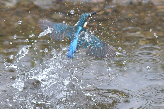 DSC_6253_00005