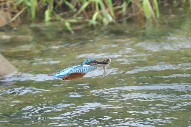 DSC_6075_00001