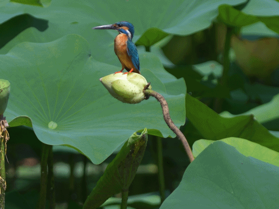 ハスカワ5