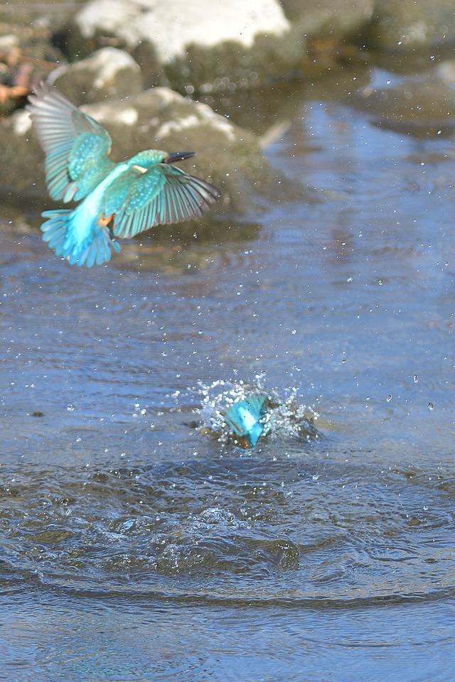 DSC_2982_00004