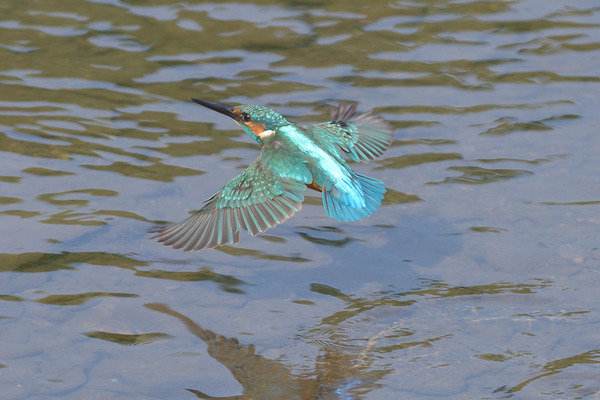 DSC_4179_00005