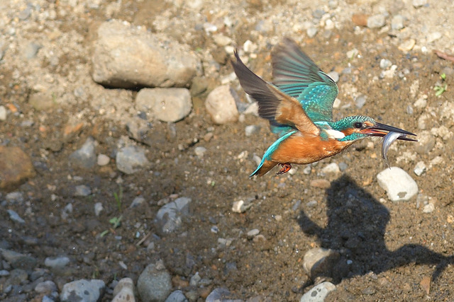DSC_3101_00006
